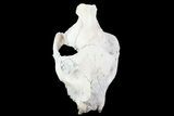 Oreodont (Merycoidodon) Partial Skull - Wyoming #93755-1